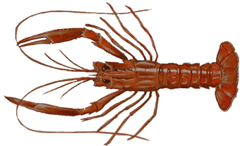 Andaman Lobster