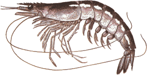 Speckled Shrimp